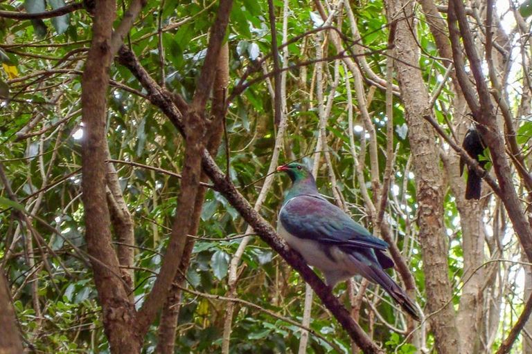 Photo of property in 257b Oropi Gorge Road, Oropi, 3173