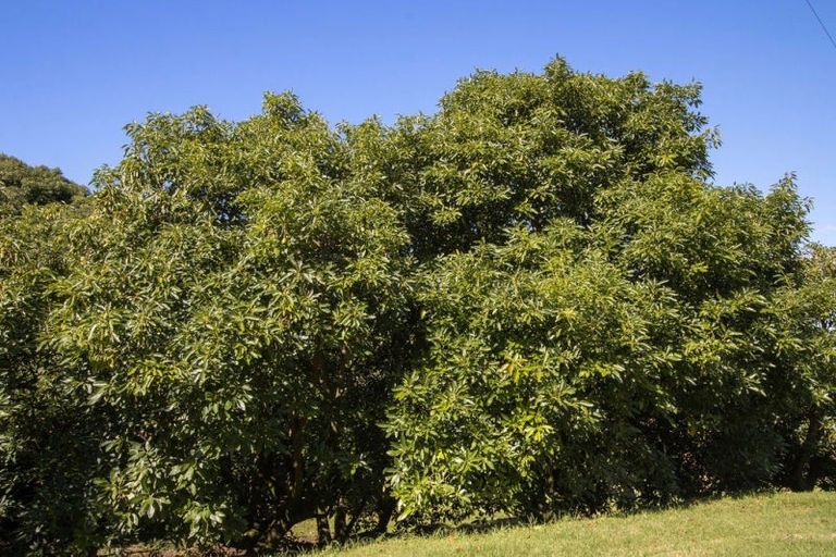 Photo of property in 252e Kauri Point Road, Tahawai, Katikati, 3170