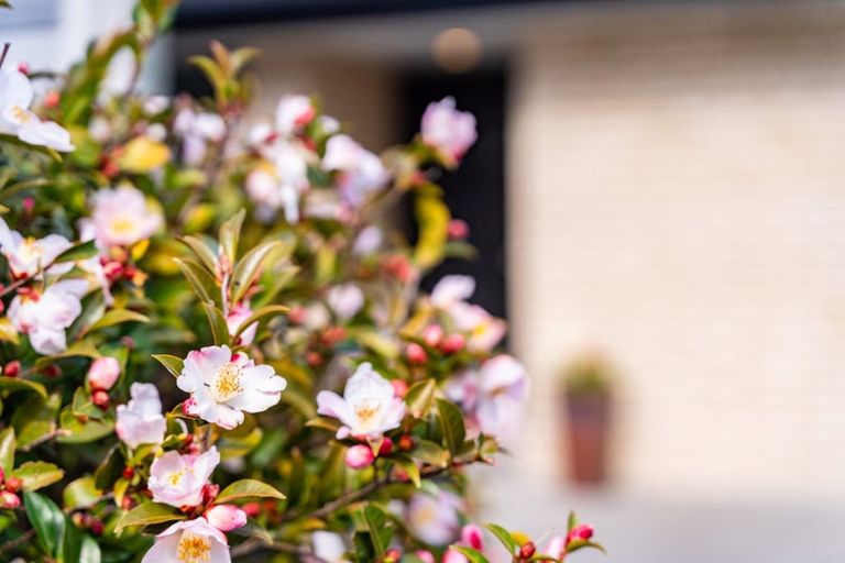 Photo of property in 4 Kowi Lakes Drive, One Tree Point, 0118