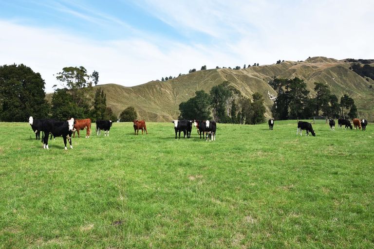 Photo of property in 2303 Lake Road, Frasertown, Wairoa, 4195