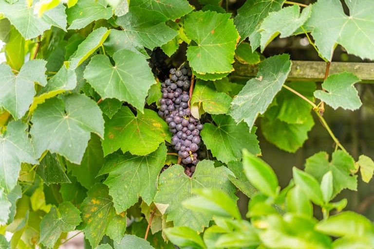 Photo of property in 25 Molloys Road, Te Marua, Upper Hutt, 5018