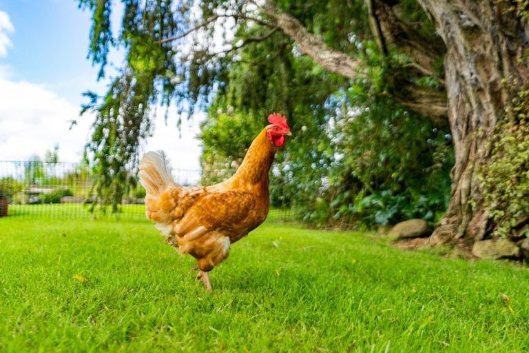 Photo of property in 65 Papa Road, Titoki, Whangarei, 0172