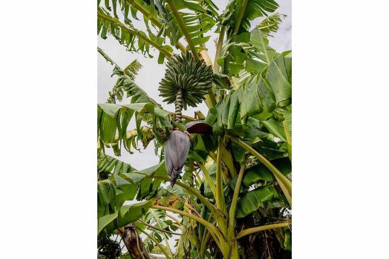 Photo of property in 6 Darwin Road, Kerikeri, 0230