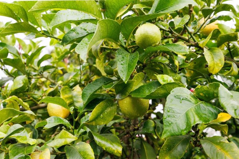 Photo of property in 260 Cambridge Avenue, Ashhurst, 4810