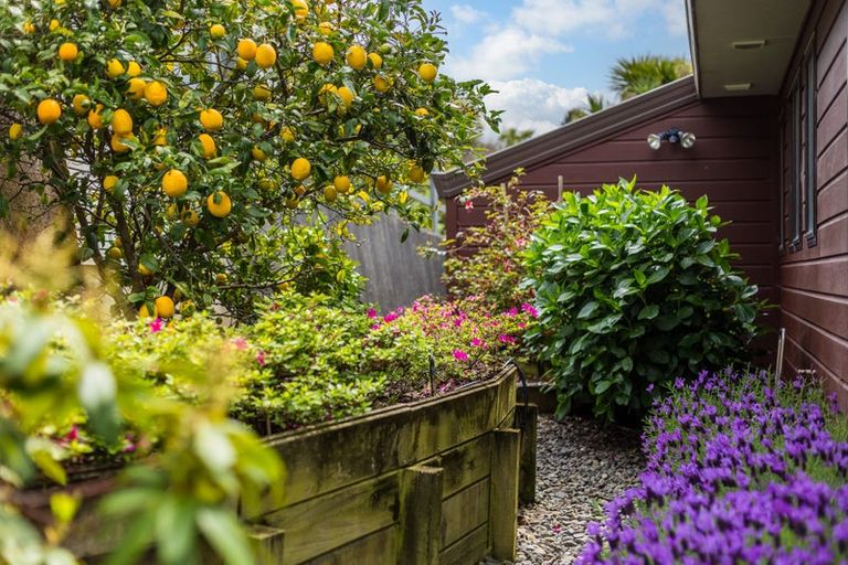 Photo of property in 5 The Marlinspike, Whitby, Porirua, 5024