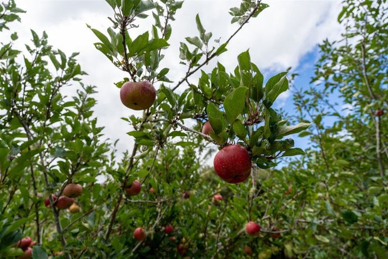 Photo of property in 3687 State Highway 12, Taheke, Kaikohe, 0473