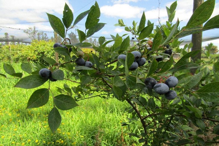 Photo of property in 549a Seddon Road, Gordonton, Hamilton, 3287