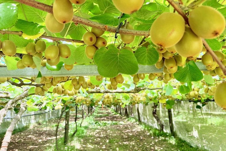 Photo of property in 29 I'anson Road, Minden, 3179