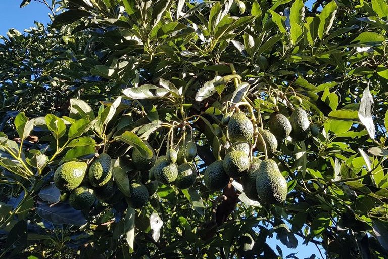 Photo of property in 257 Te Puna Road, Te Puna, Tauranga, 3176