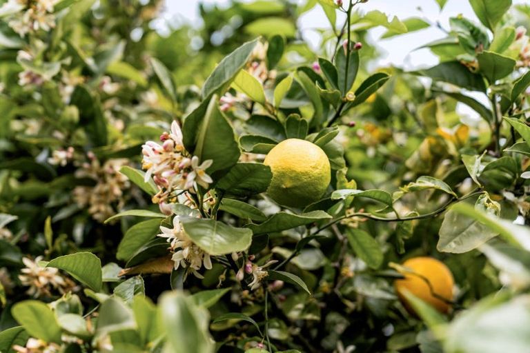 Photo of property in 134 Palm Beach Boulevard, Papamoa Beach, Papamoa, 3118