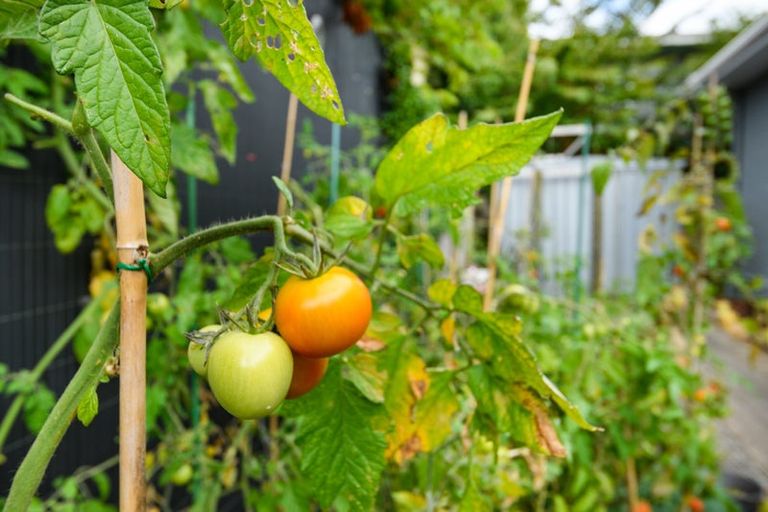 Photo of property in 10 Hardie Street, Hokowhitu, Palmerston North, 4410