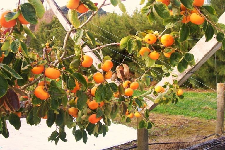 Photo of property in 811 Hakarimata Road, Huntly, 3771