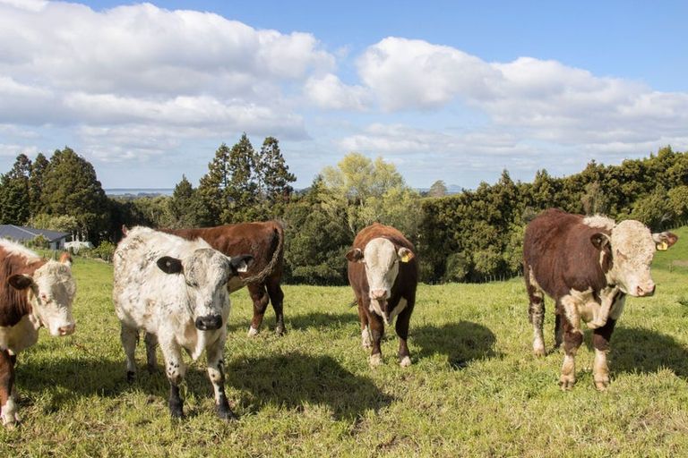 Photo of property in 291 Rea Road, Tahawai, 3178