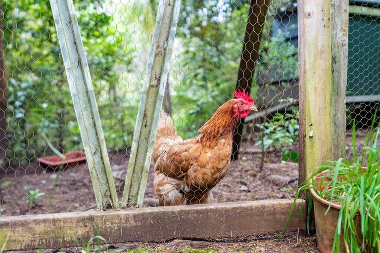 Photo of property in 6754 State Highway 12, Waimamaku, Kaikohe, 0473