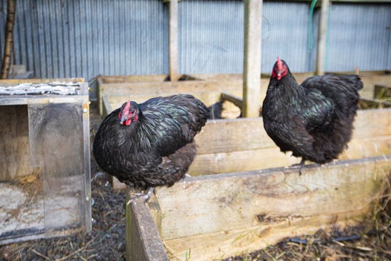 Photo of property in 10 Monmouth Place, Tamatea, Napier, 4112