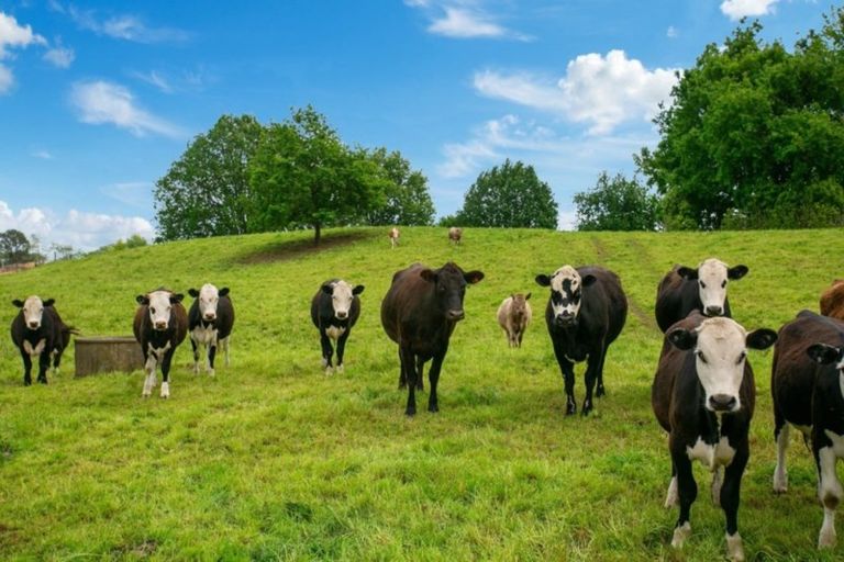 Photo of property in 3786 State Highway 29, Te Poi, Matamata, 3473