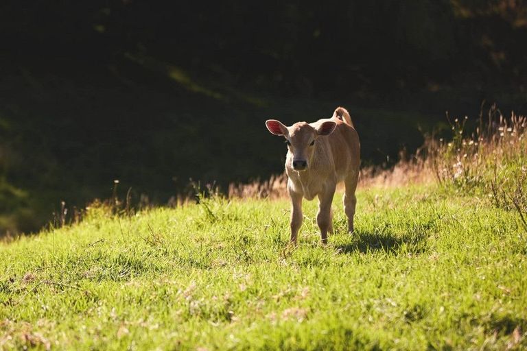 Photo of property in 180c Crawford Road, Minden, Tauranga, 3171