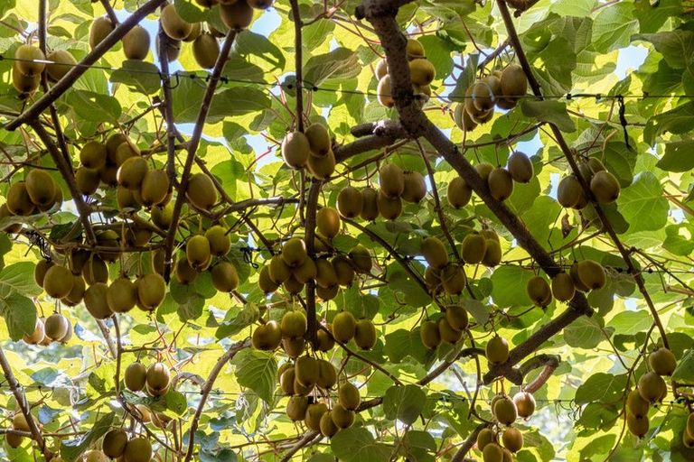 Photo of property in 94a Snodgrass Road, Te Puna, Tauranga, 3174