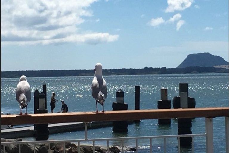 Photo of property in 6 Gane Place, Omokoroa, 3114