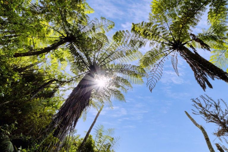 Photo of property in 371 Esdaile Road, Whakamarama, Tauranga, 3180