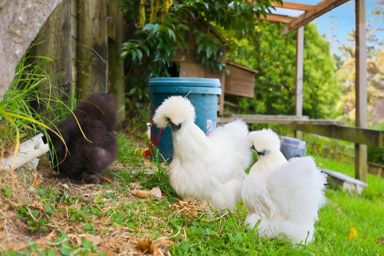 Photo of property in 22 Windfall Grove, Greenhithe, Auckland, 0632