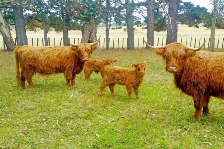 Photo of property in 174 Kauangaroa Road, Fordell, Whanganui, 4577