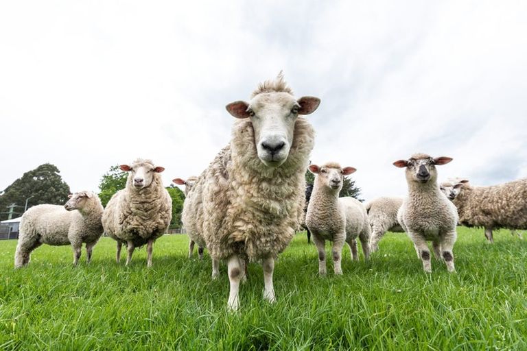 Photo of property in 2920 Tram Road, West Eyreton, Rangiora, 7475