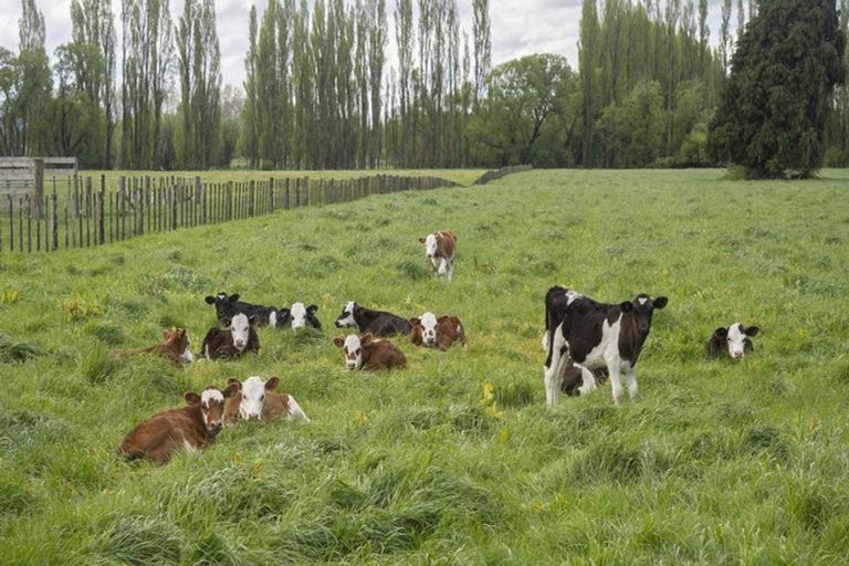 Photo of property in 23a Hupenui Road, Ahikouka, Greytown, 5794