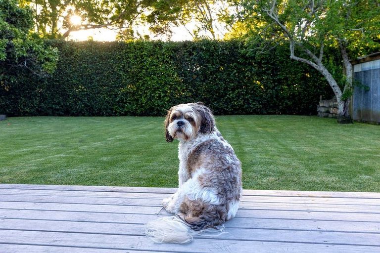 Photo of property in 36 Ladies Mile, Manly, Whangaparaoa, 0930