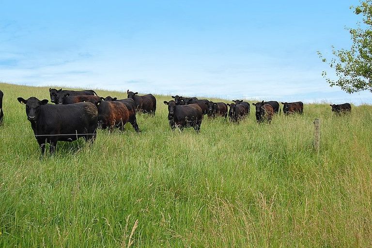 Photo of property in 135 Phillips Road, Kaiwaka, 0573