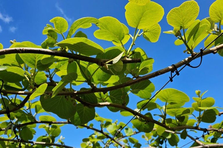 Photo of property in 566 Belk Road, Omanawa, Tauranga, 3171