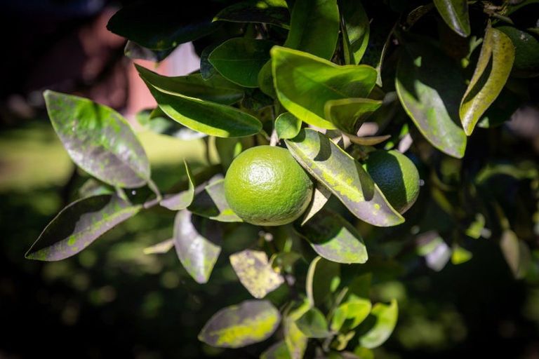 Photo of property in 18 Tweed Street, Mount Maunganui, 3116