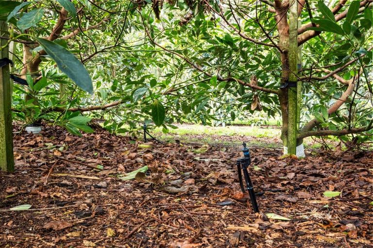 Photo of property in 124 Kauri Point Road, Tahawai, Katikati, 3170