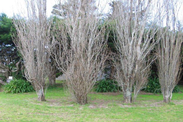 Photo of property in 204 Mangakahia Drive, Whangapoua, Coromandel, 3582