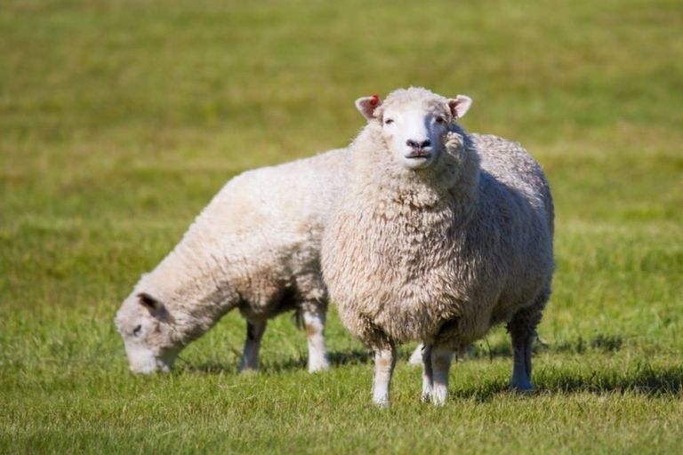 Photo of property in 144 Ngakoroa Road, Ormond, Gisborne, 4071