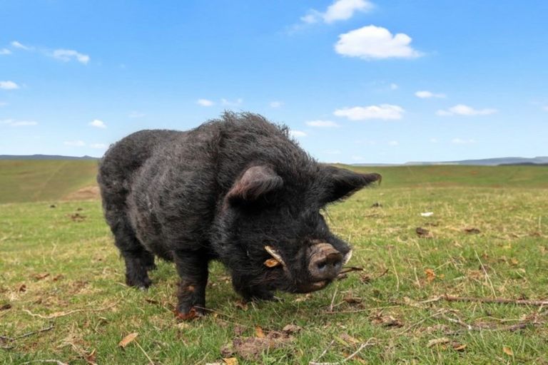 Photo of property in 415 Te Papatapu Road, Raglan, Te Mata, 3894