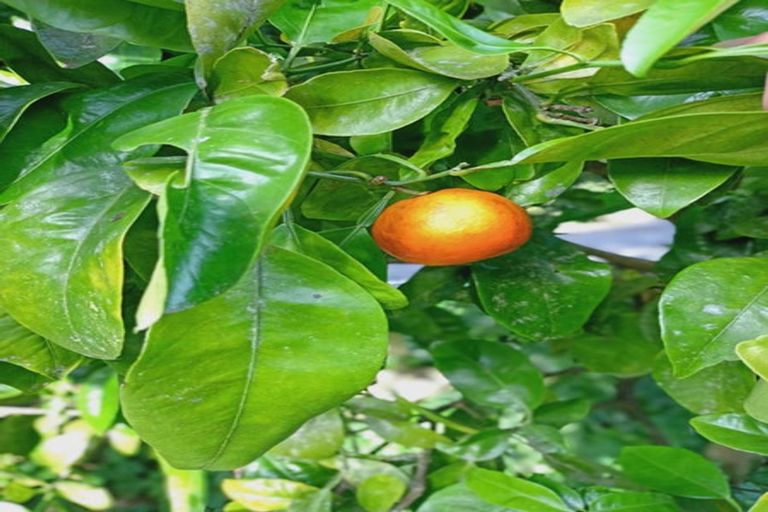 Photo of property in 102 Waitetuna Valley Road, Waitetuna, Raglan, 3295