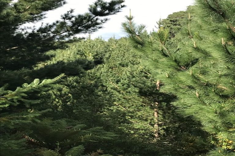 Photo of property in 487 Whangamata Road, Kinloch, Taupo, 3377