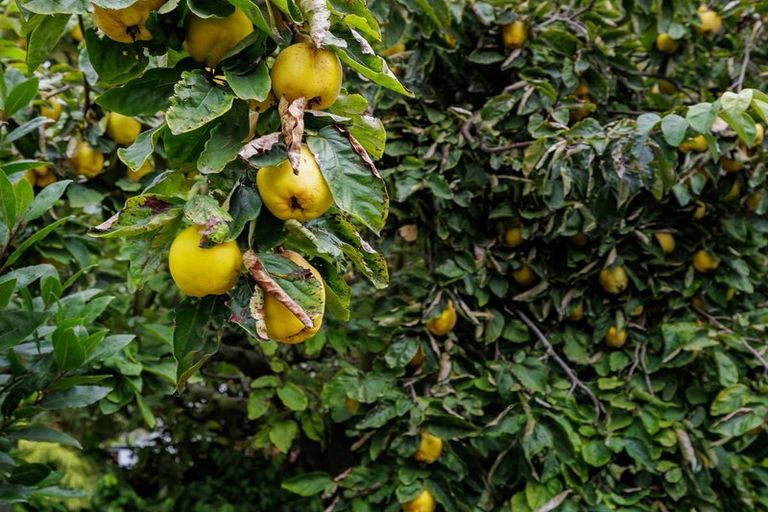 Photo of property in 4 Exeter Street, Waimate, 7924