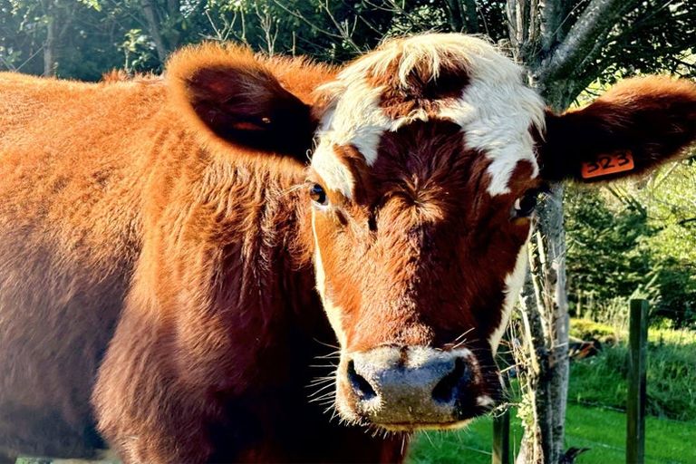 Photo of property in 68 Waitaheke Road, Ohaeawai, Kaikohe, 0472