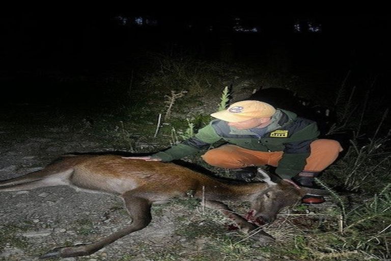 Photo of property in 144 Glentui Bush Road, Glentui, Oxford, 7495