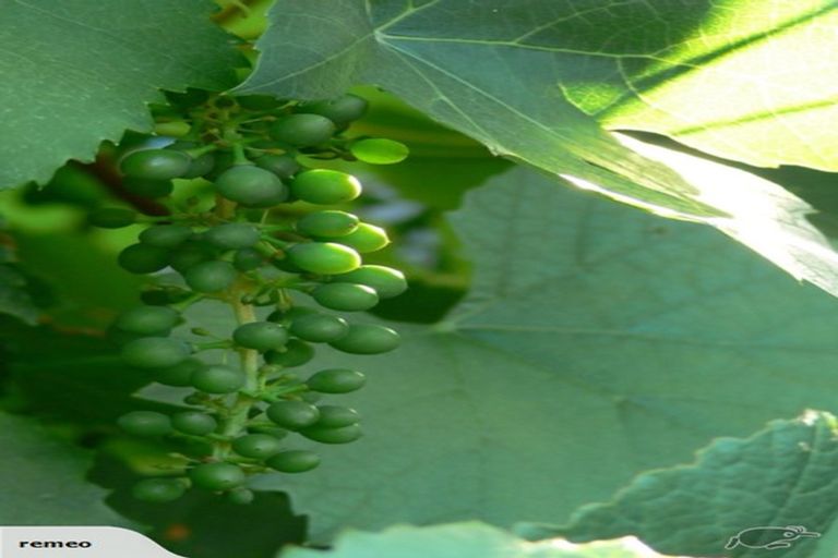 Photo of property in 131 Greenpark Road, Lincoln, Christchurch, 7674