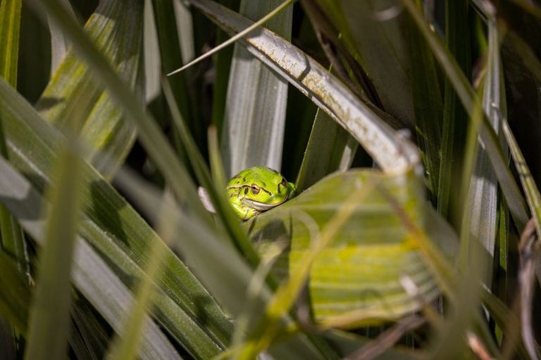 Photo of property in 148 Watershed Road, Bunnythorpe, Palmerston North, 4470