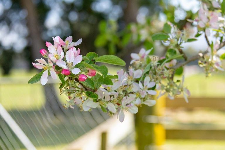 Photo of property in 49 Budd Road, Upper Plain, Masterton, 5888