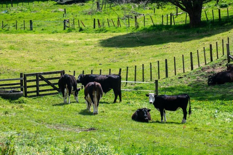 Photo of property in 13 Rata Street, Mamaku, 3020