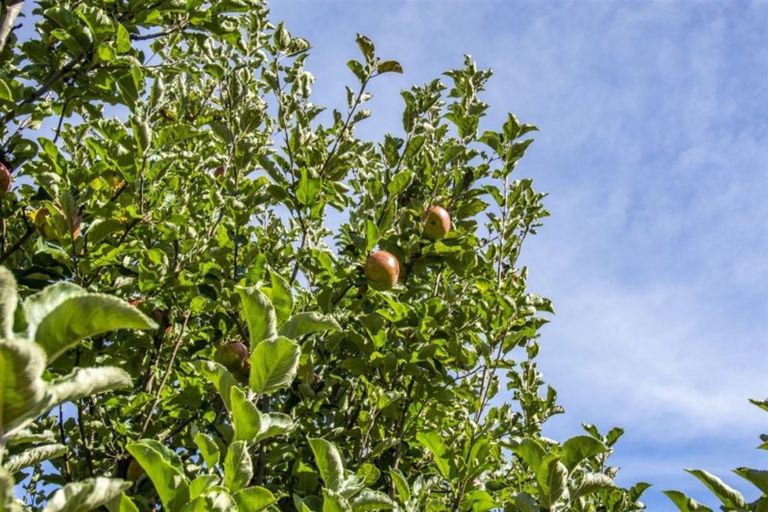 Photo of property in 345 Waihi Road, Brookfield, Tauranga, 3110