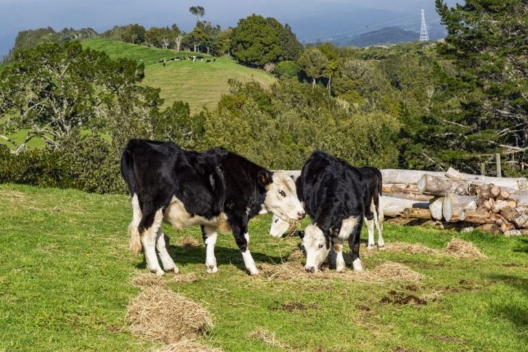 Photo of property in 65 Parrs Road, Hurworth, New Plymouth, 4371