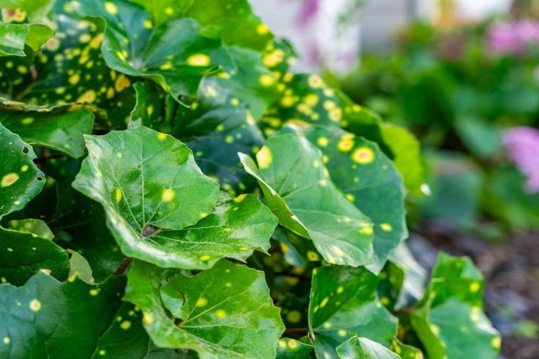 Photo of property in 98 Kaurinui Crescent, One Tree Point, 0118