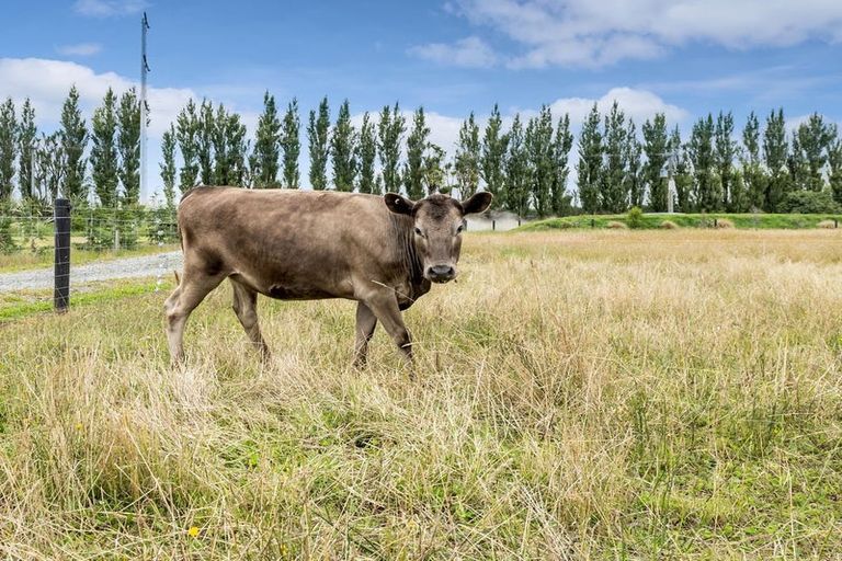 Photo of property in 598 Homebush Road, Kirwee, Christchurch, 7671