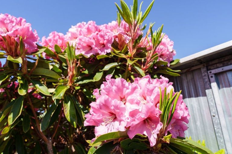 Photo of property in 185b Gordon Road, Mosgiel, 9024